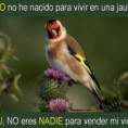 /album/aves-colombianas/ave-jpg1/