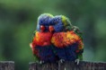 /album/aves-colombianas/aves-jpg/