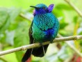/album/aves-colombianas/aves2-jpg/