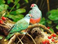 /album/aves-colombianas/aves3-jpg/