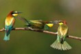 /album/aves-colombianas/aves4-jpg/