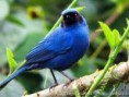 /album/aves-colombianas/aves5-jpg/
