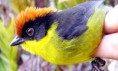 /album/aves-colombianas/aves6-jpg/