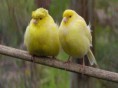/album/aves-colombianas/aves7-jpg/