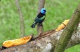 /album/aves-colombianas/aves8-jpg/