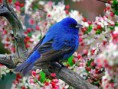 /album/aves-colombianas/aves9-jpg/
