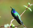 /album/aves-colombianas/aves10-jpg/