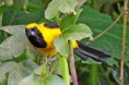 /album/aves-colombianas/aves11-jpg/