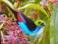/album/aves-colombianas/aves12-jpg/