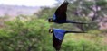 /album/aves-colombianas/aves13-jpg/