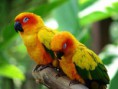 /album/aves-colombianas/aves14-jpg/