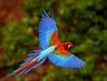 /album/aves-colombianas/aves15-jpg/