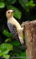 /album/aves-colombianas/aves16-jpg/