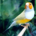 /album/aves-colombianas/aves17-jpg/