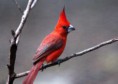 /album/aves-colombianas/aves18-jpg/