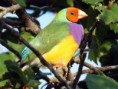 /album/aves-colombianas/aves19-jpg/