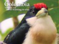 /album/aves-colombianas/aves20-jpg1/